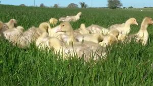 Goslings out in the sun enjoying the lush new grash