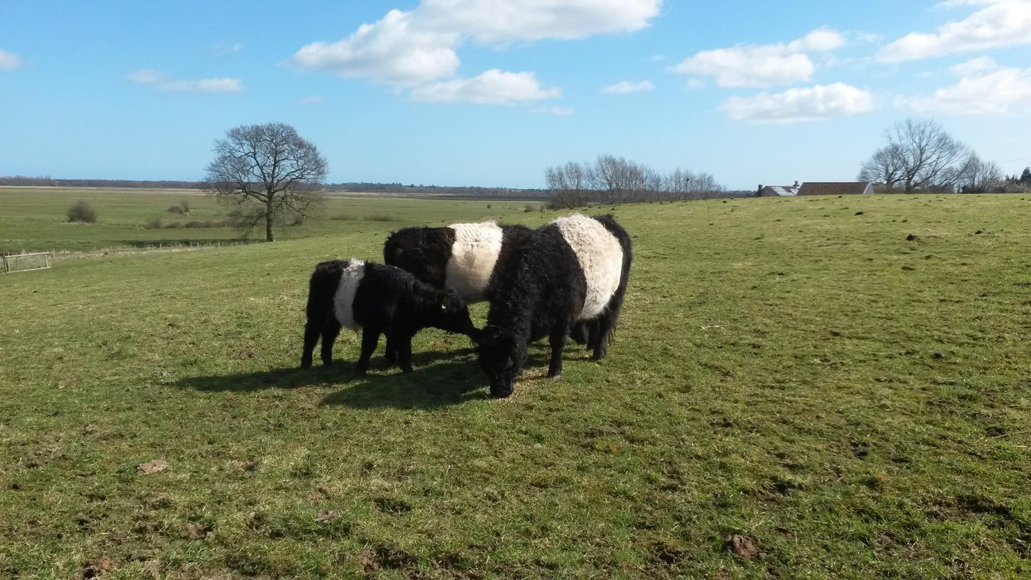 New Arrivals Emily Tilly and err Steaky II
