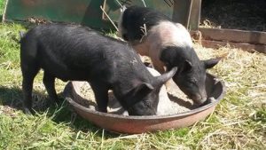 Piglets Tucking in 