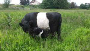 bullcalf