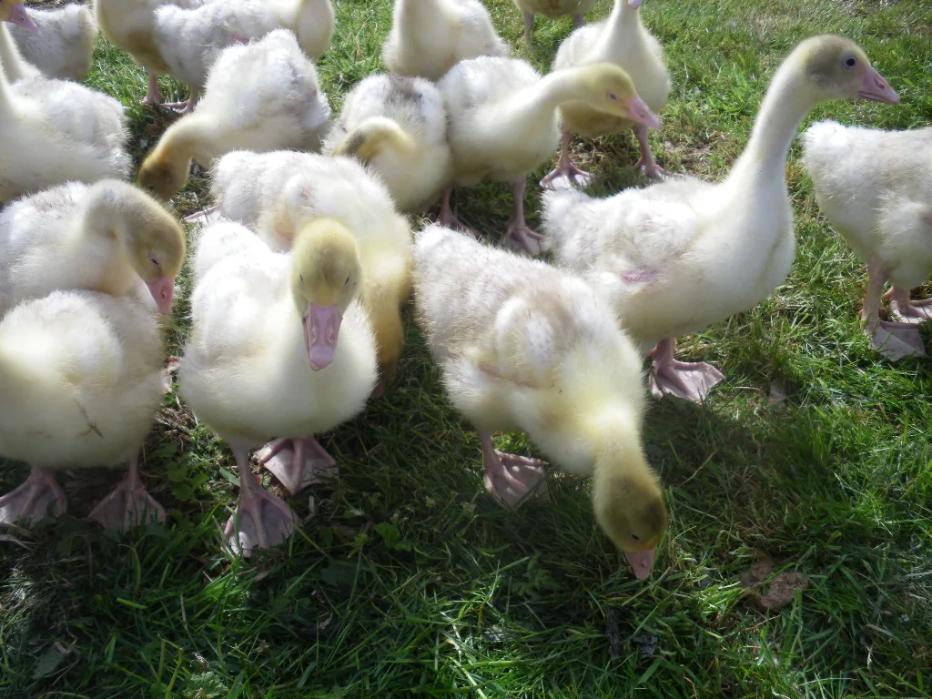 First day at grass !