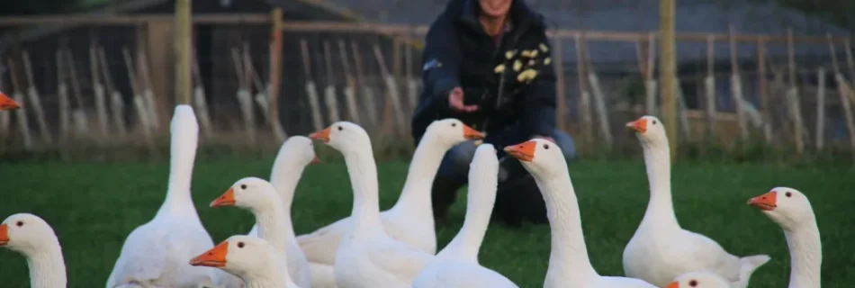 Feeding Geese