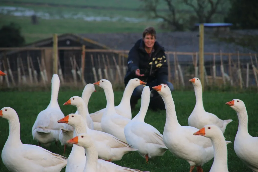 Feeding Geese