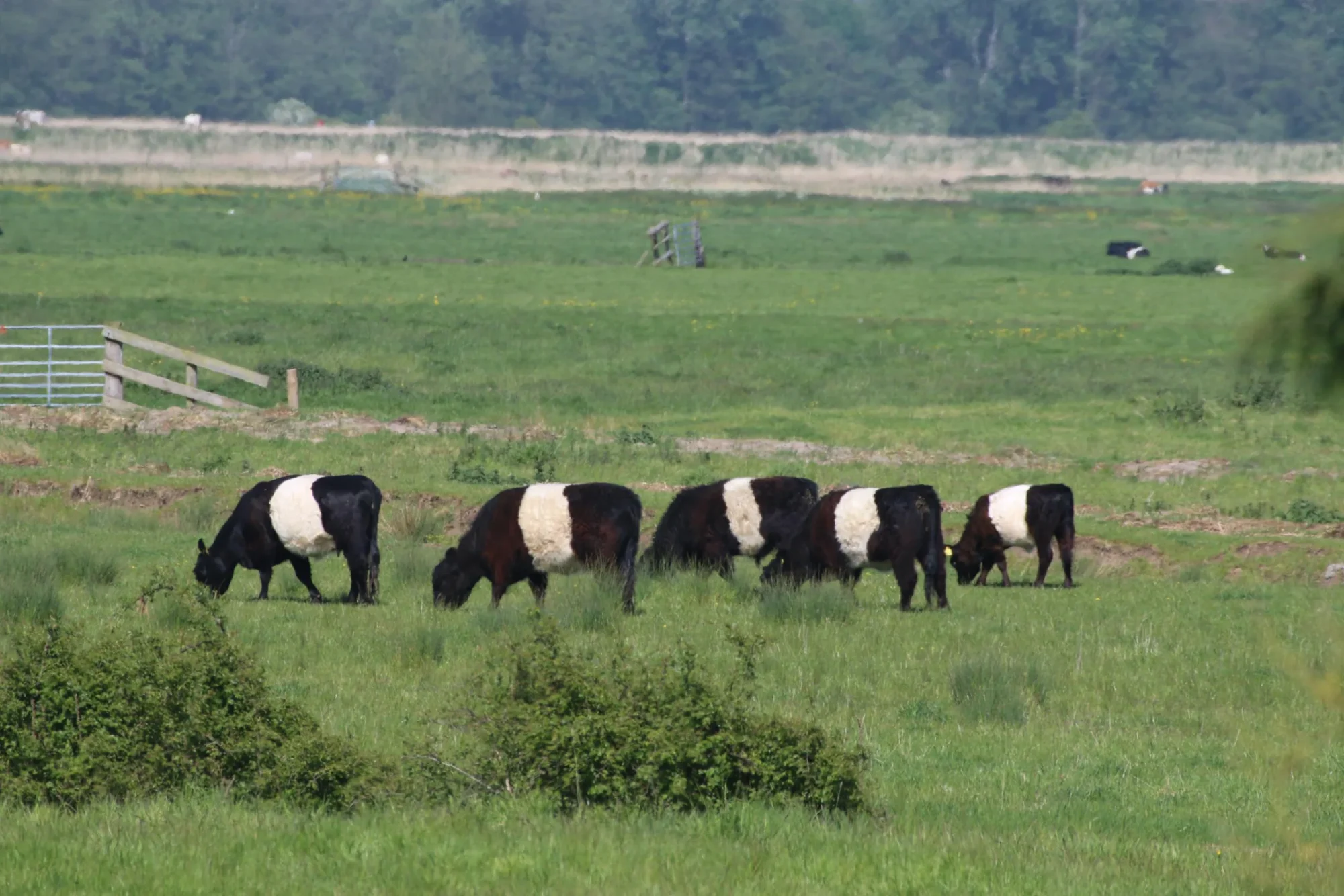 waveney belted galloways