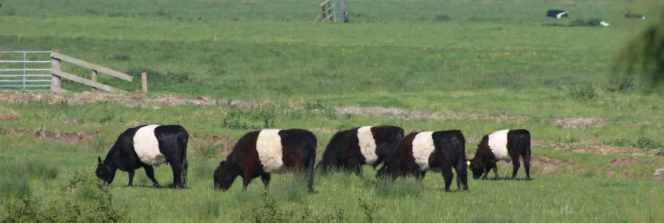 waveney belted galloways