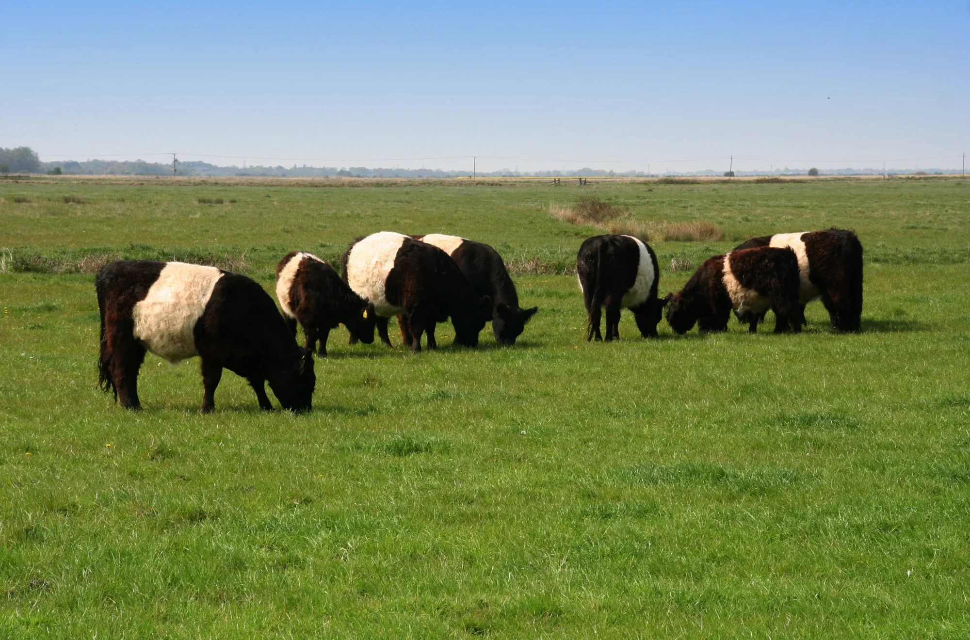 Waveney Belted Galloways
