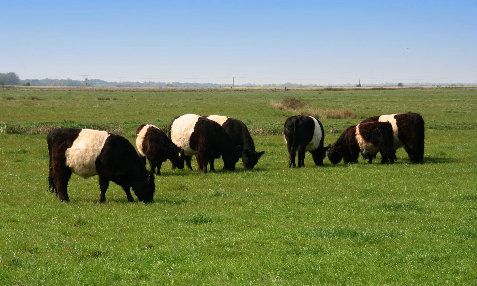 Waveney Belted Galloways